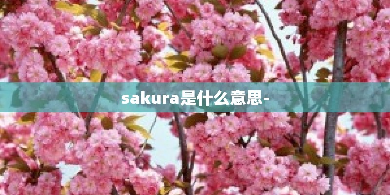 sakura是什么意思-